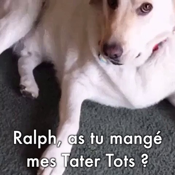 Un chien rend ce qu'il a volé à son maitre