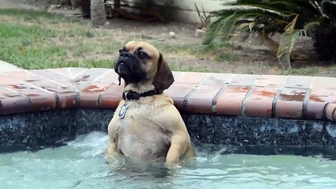 Ce chien adore le jet deau de la piscine