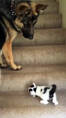 Un chien aide un chaton à monter des escaliers