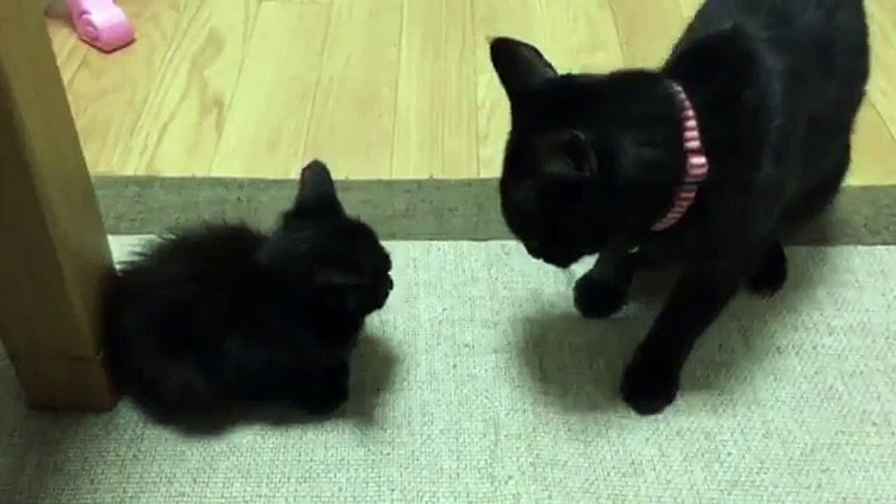 Un chat tape un chaton