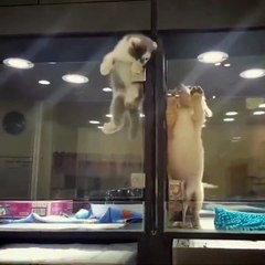 Un chaton s'échappe de sa cage pour retrouver son pote le chiot