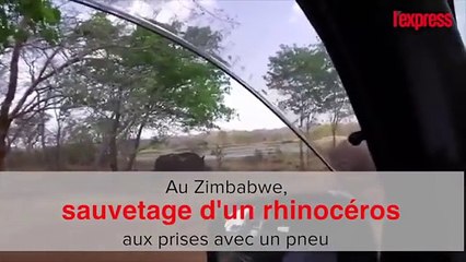 Un rhinocéros coincé dans un pneu au Zimbabwe.