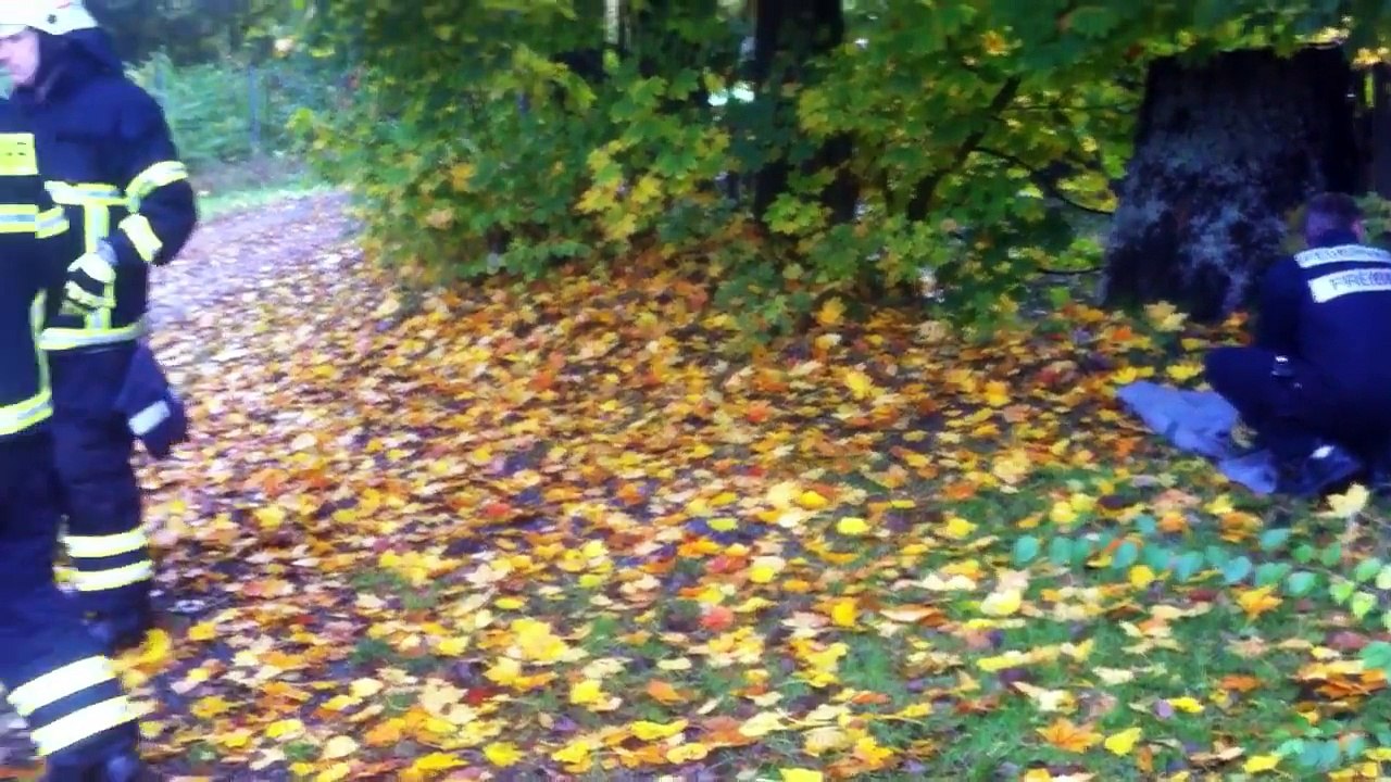 Un cerf coincé dans un portail, sauvé par des pompiers allemands !