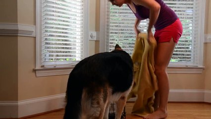Regardez qui ouvre la cage du chien pour le liberer.. Incroyable