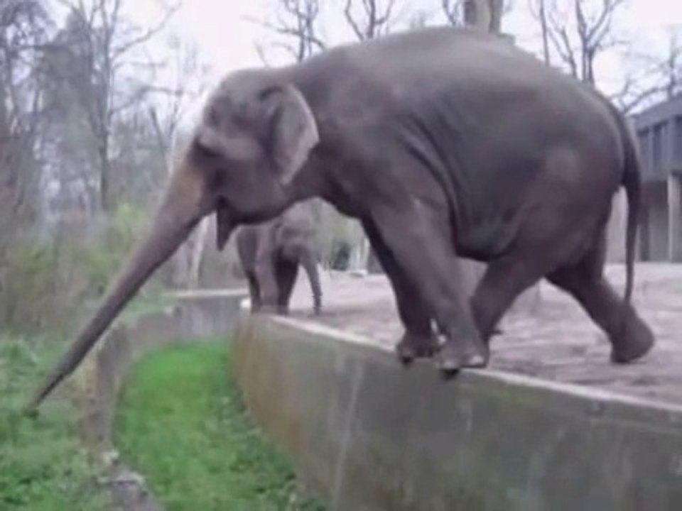 Whatsapp funny video Funny Elephant