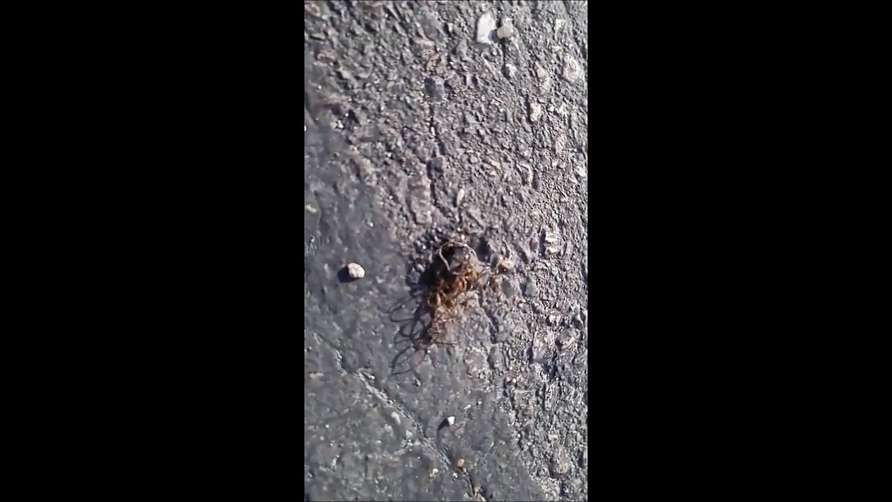 Ce criquet mort se transforme en Alien... Flippant