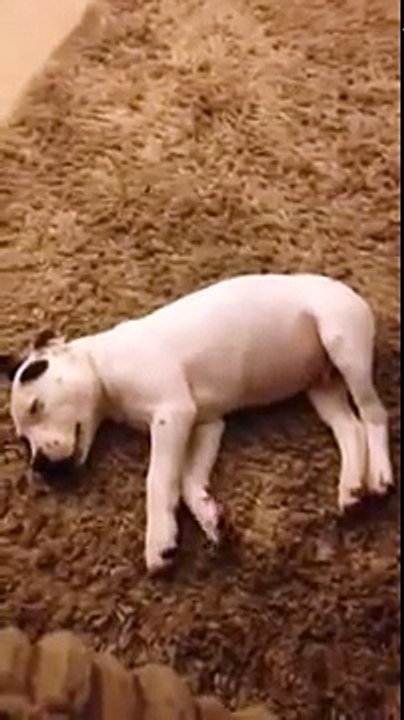 Osuruğundan korkan yavru pitbull