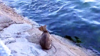 Denizden Balık Avlayan Kedi