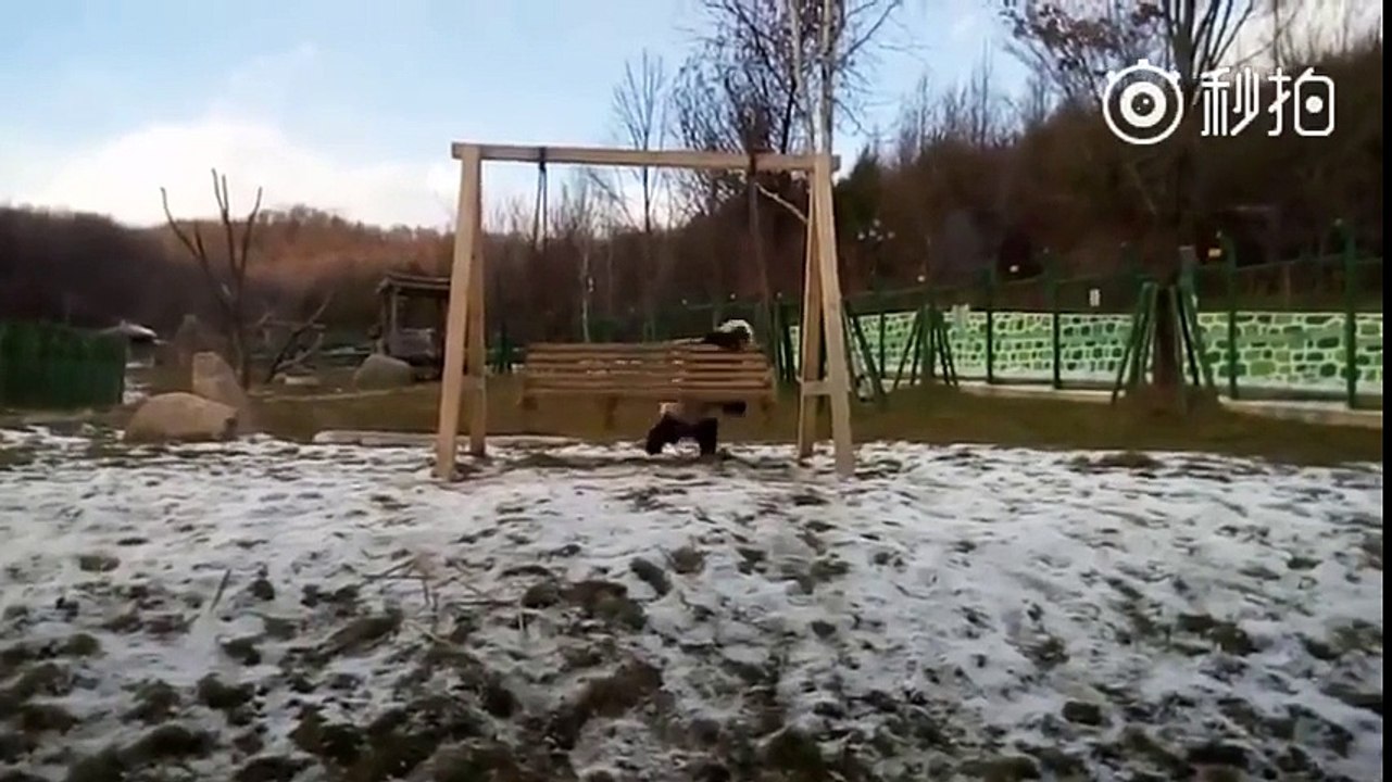 sevımlı panda oyun oynuyor