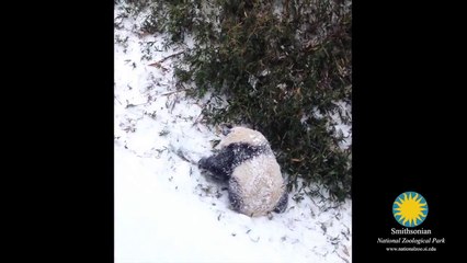 kar yagarken pandalar