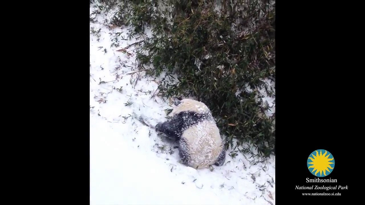 kar yagarken pandalar