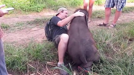 Il voit un bébé éléphant. Ce qui se produit quand il s'approche de lui pour le caresser J'ai fondu.