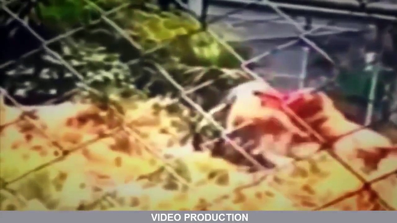 Most Shocking Animal Attacks On Humans Most Amazing Animal Attacks #11