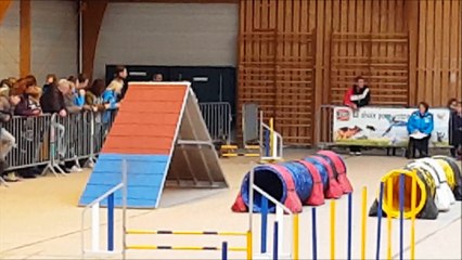 Concours Agility - Mastaing 2016
