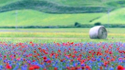 Pian Grande - Castelluccio di Norcia