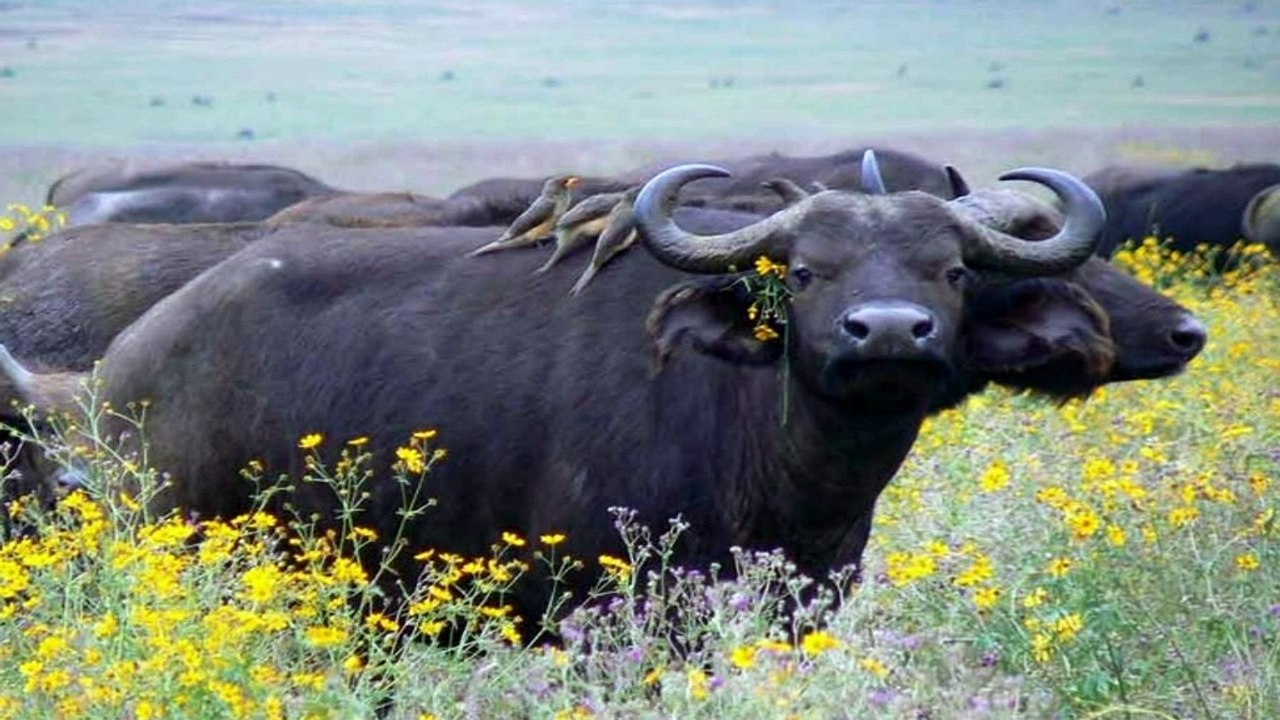 African buffalo