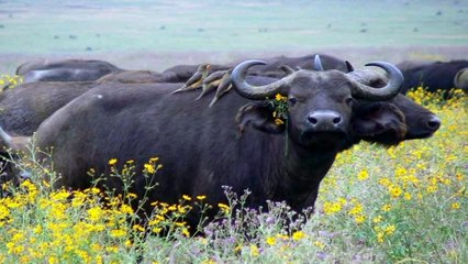 African buffalo