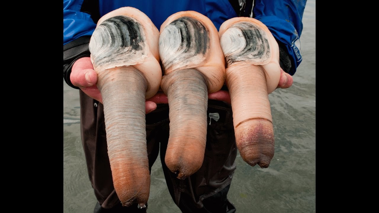 How to Find Geoduck and Processing