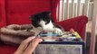 Genius Adapts 'whac-A-Mole' Game for Cats