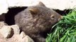 Injured Wombat Enjoys Room Service at Sanctuary