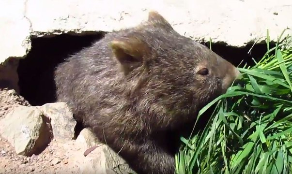 Injured Wombat Enjoys Room Service at Sanctuary