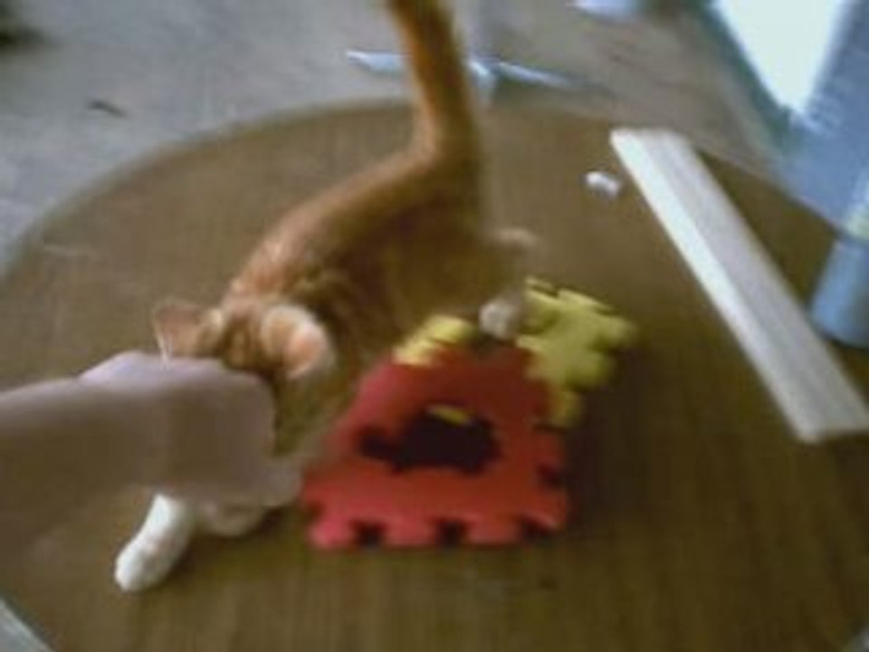 Punch My Cat in the Face