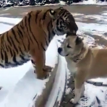 ДАЖЕ ХИЩНИК МОЖЕТ БЫТЬ...