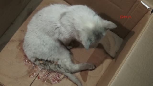 Bingöl Yaralı Kediye Üniversite Öğrencileri Sahip Çıktı