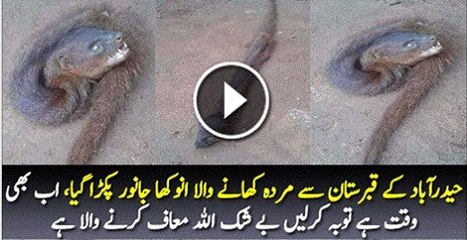 Hadarabad K Kabrastan Se Murda Khane Wala Anokha Janwar Pakra Gaya