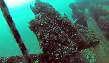 Un plongeur voit soudainement un énorme cargo passer juste au dessus de lui