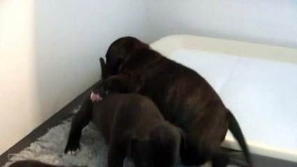 24ème vidéo Chiots de la 26ème portée de STAFFORDLAND