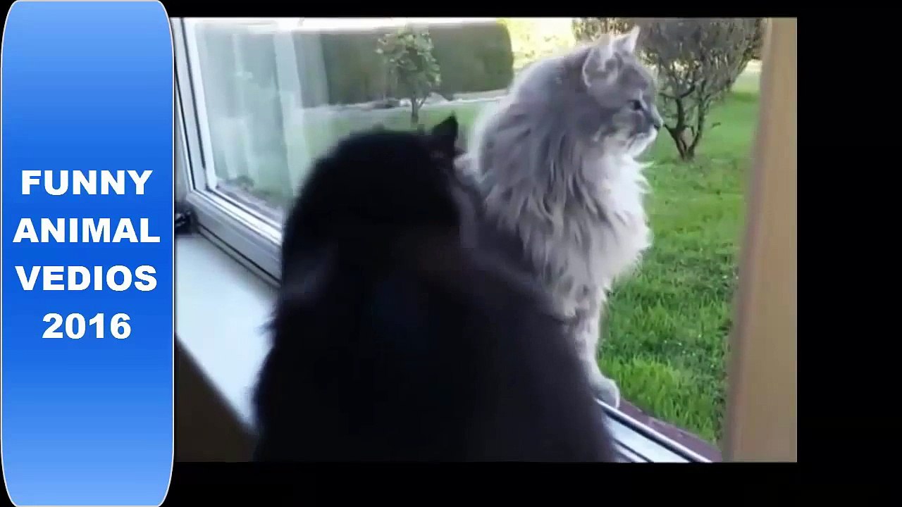 Bored and Angry CATS Compilation 2016