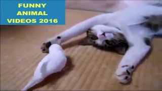 cat and bird funny play video