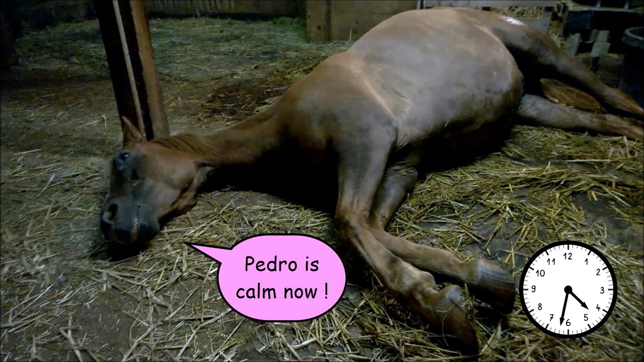 [horsegirlship 32] Holidays with the monkeys 2016 - Part 5 (The daily night procedure)