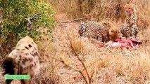 Leones vs Hienas, Tigres vs Buffalo | la Lucha Real de los Animales En El Planeta #PART1
