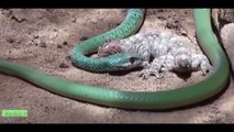 El gigante de Python come Cocodrilo vs Anaconda # la Mayoría de los Increíbles Animales Salvajes Ataques de Animales Salvajes TV