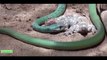 El gigante de Python come Cocodrilo vs Anaconda # la Mayoría de los Increíbles Animales Salvajes Ataques de Animales Salvajes TV