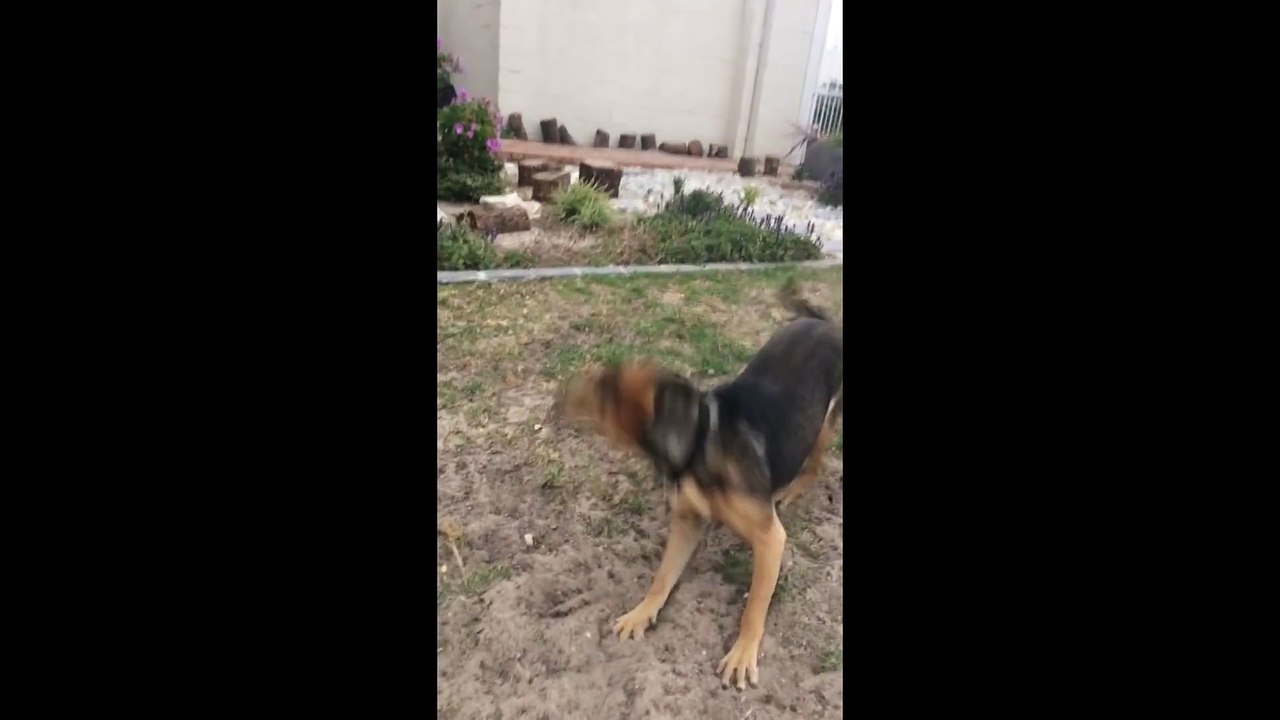 Ce chien refuse d'assumer son trou dans la pelouse LOL