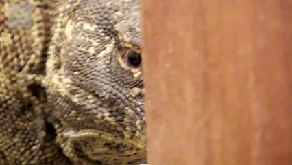 Quand un énorme dragon de komodo squatte ta douche...