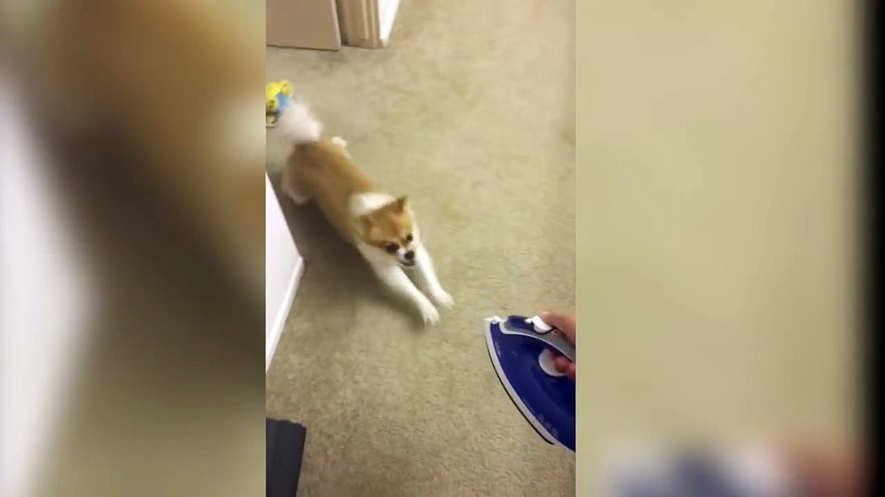 Dog vs. Iron