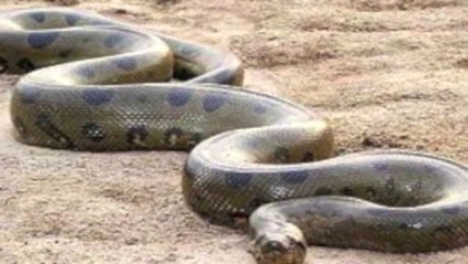 400 Kg Ağırlığında 10 Metre Uzunluğunda Dünya'nın En Büyük Yılanı