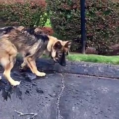 Adorable : ce chien fait tout pour arrêter l'eau de couler