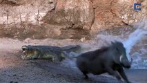 Un crocodile très mauvais chasseur dans l'eau
