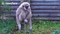 Hilarious monkey has panic attack over mouse