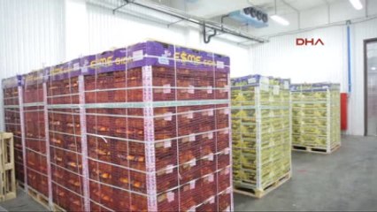 Türk Portakalı Yeniden Rusya?da