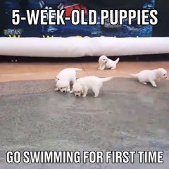 5-week-old puppies go swimming for the first time together!