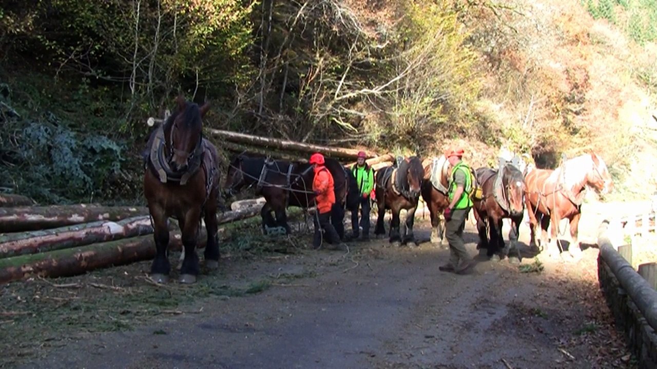Débardage avec chevaux du site Natura 2000 des Gorges de la Canche