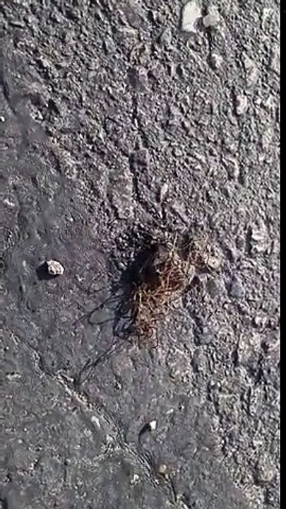 Alien-like parasites emerge from dead cricket