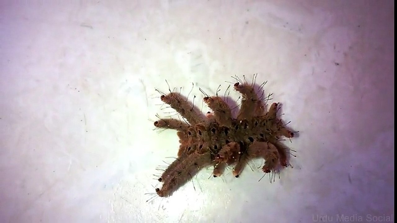 Strange Monkey Caterpillar