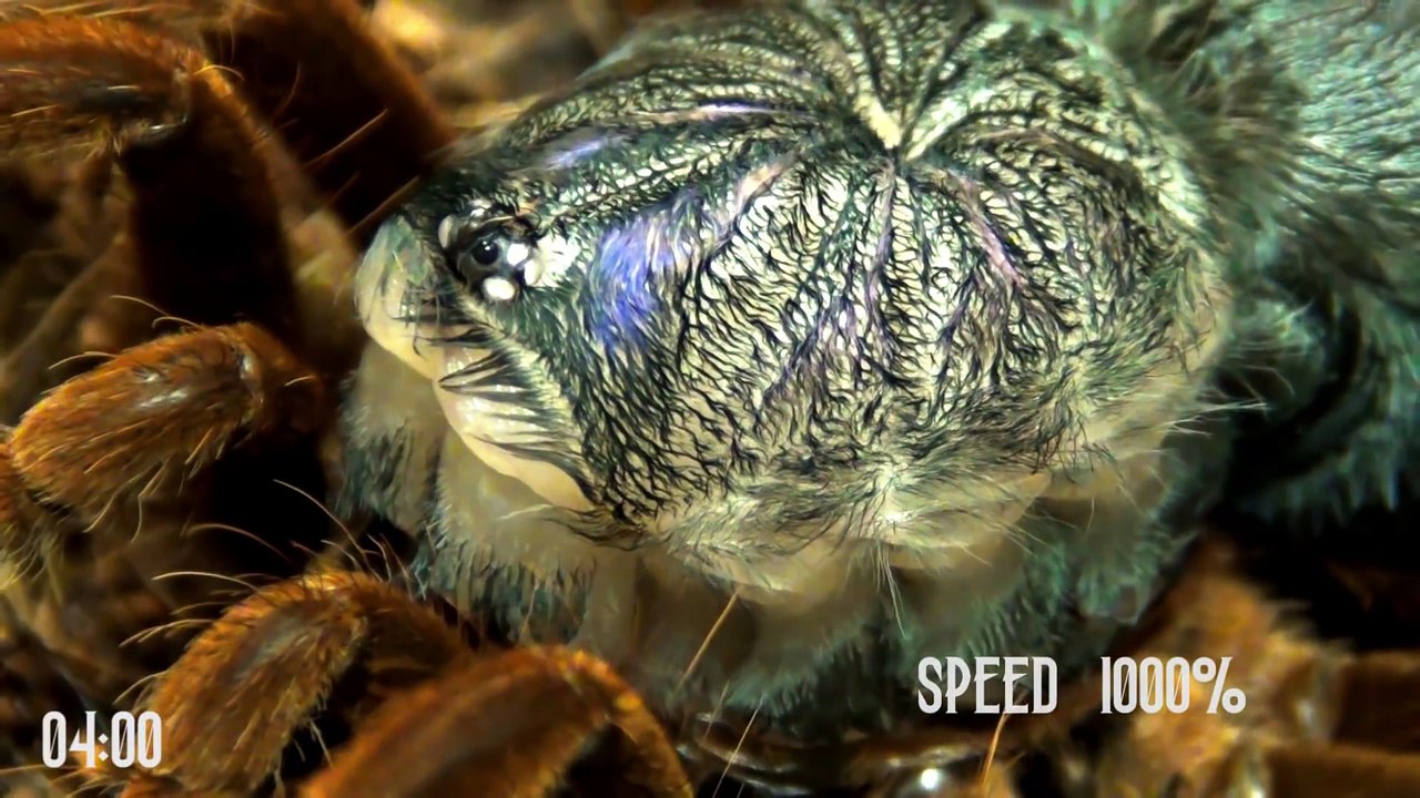 Des scientifiques installent une caméra en forêt, ce qu'ils captent est un vrai cauchemar!